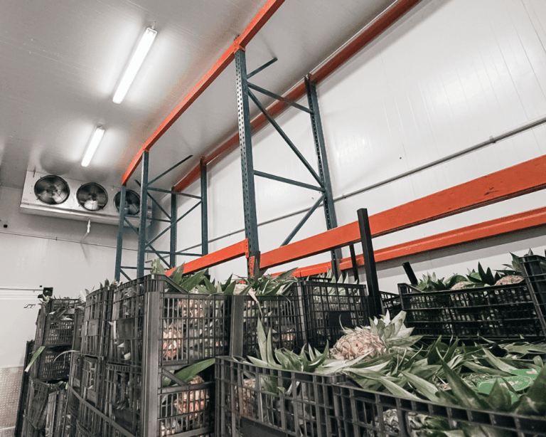 Remodeled cold storage warehouse, Central de Abastos